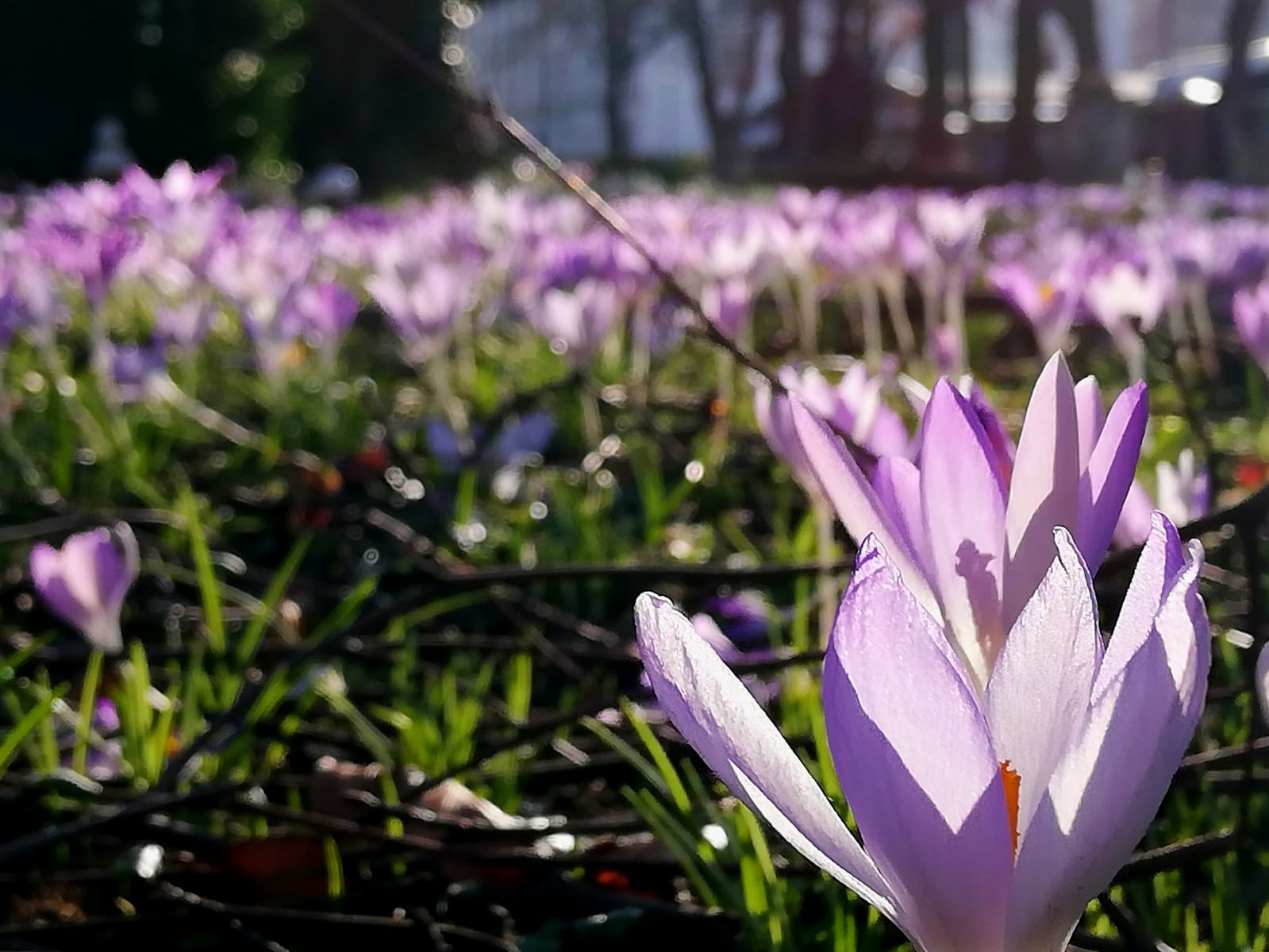 Frühblüher